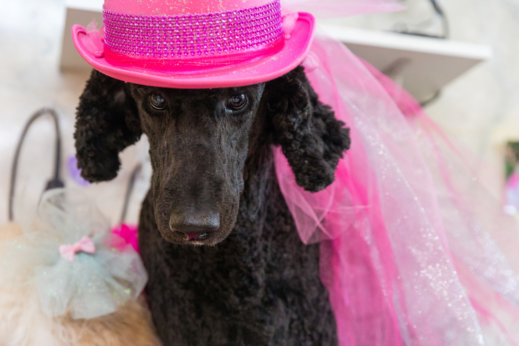 The Pet Beauty Shop